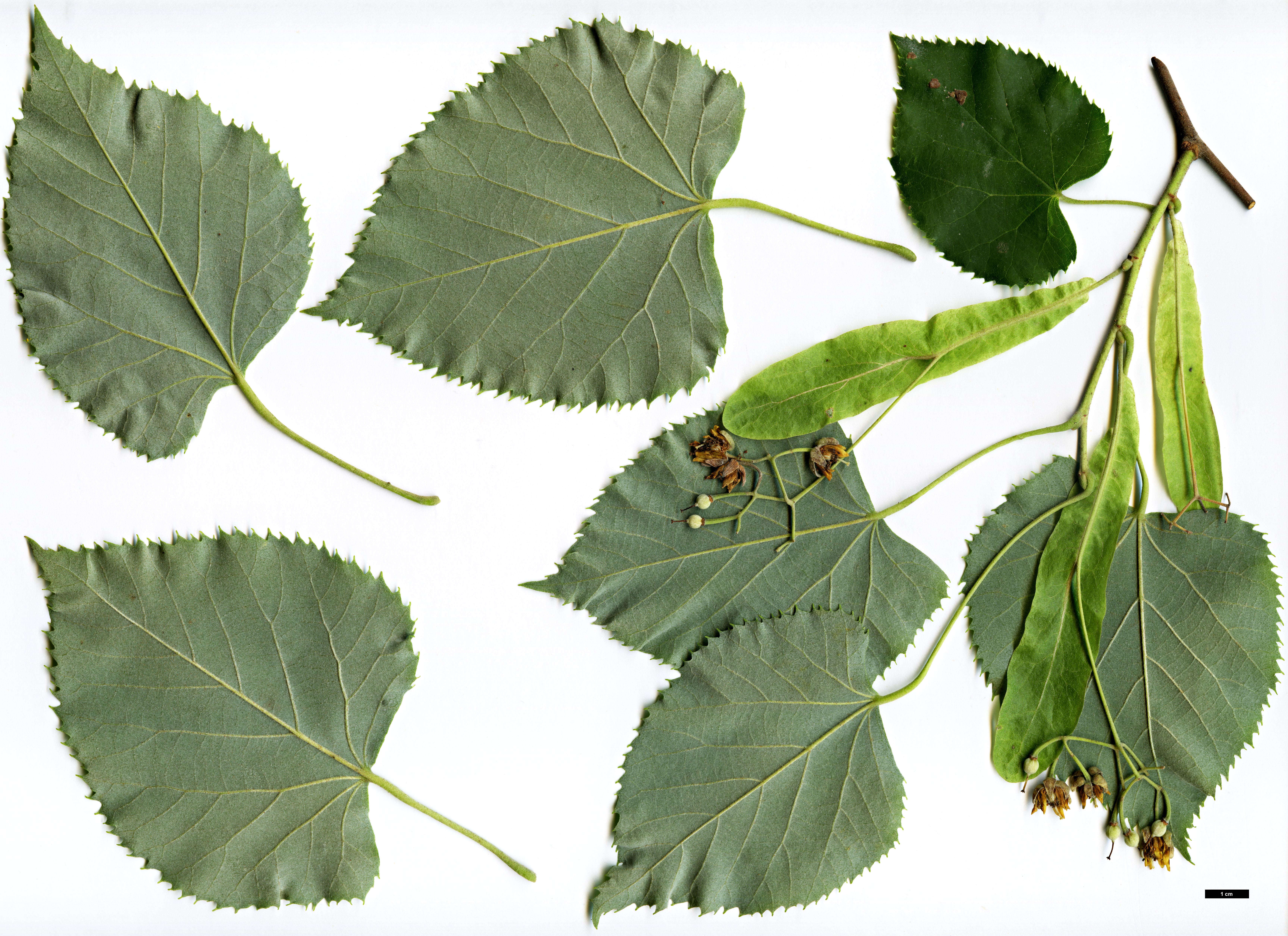 High resolution image: Family: Malvaceae - Genus: Tilia - Taxon: 'Hillieri' (T.cordata × T.tomentosa)